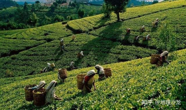 世界十大茶叶出口国中，斯里兰卡、中国和肯尼亚位居前三 ...444 / 作者:不忘初心xrl / 帖子ID:114900