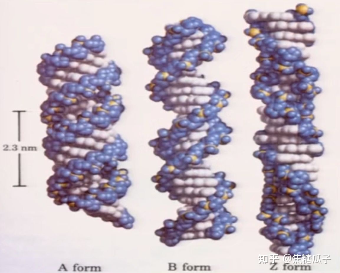 分子生物学 第二章 核酸的结构与功能13 / 作者:法克鱿吧吧sw / 帖子ID:114905
