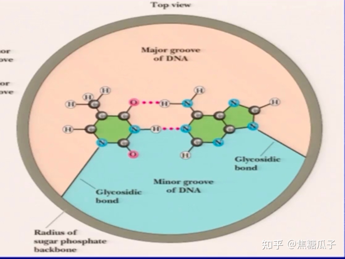 分子生物学 第二章 核酸的结构与功能312 / 作者:法克鱿吧吧sw / 帖子ID:114905