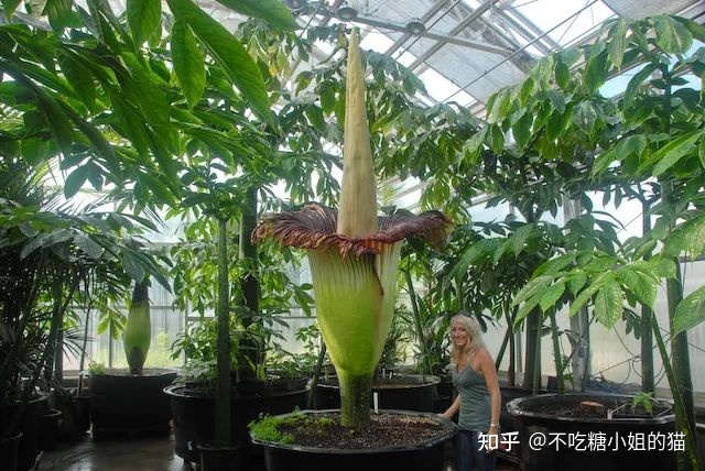 世界上最臭的花，又有着世界花王的美誉，没有之一！788 / 作者:下沙消掉 / 帖子ID:114988