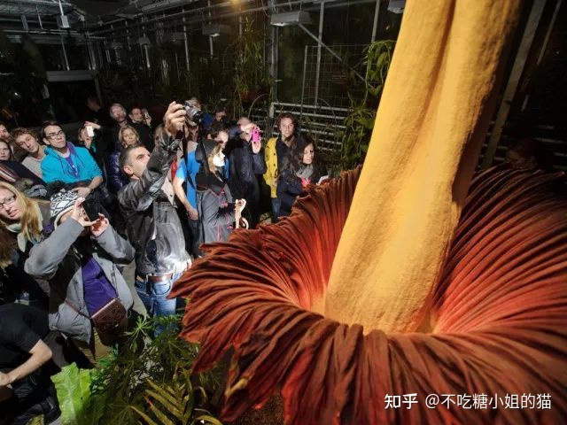 世界上最臭的花，又有着世界花王的美誉，没有之一！570 / 作者:下沙消掉 / 帖子ID:114988