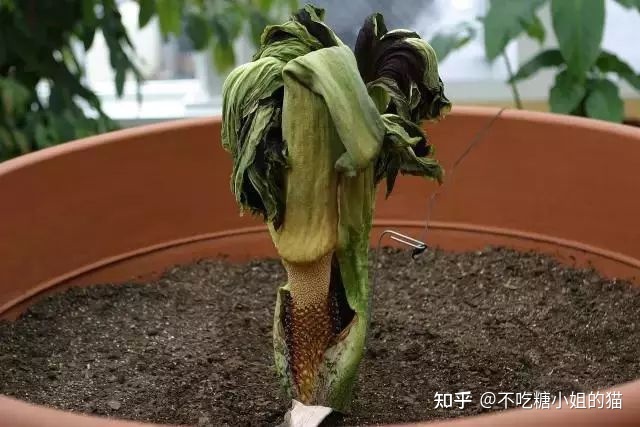 世界上最臭的花，又有着世界花王的美誉，没有之一！23 / 作者:下沙消掉 / 帖子ID:114988