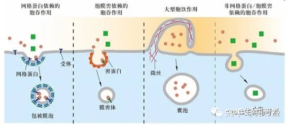 细胞生物学高频考点（十三）之胞吞作用内容及思维导图513 / 作者:cslixiong / 帖子ID:114998