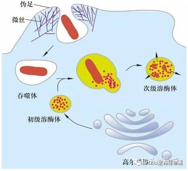 细胞生物学高频考点（十三）之胞吞作用内容及思维导图15 / 作者:cslixiong / 帖子ID:114998