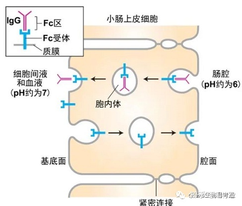 细胞生物学高频考点（十三）之胞吞作用内容及思维导图243 / 作者:cslixiong / 帖子ID:114998