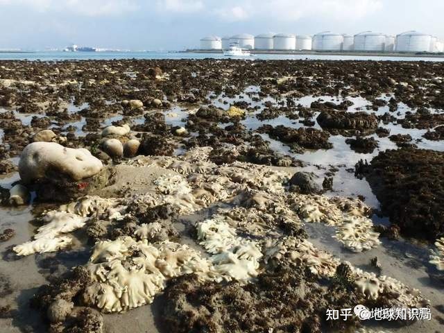 新加坡，越变越大了 | 地球知识局596 / 作者:123457732 / 帖子ID:115026