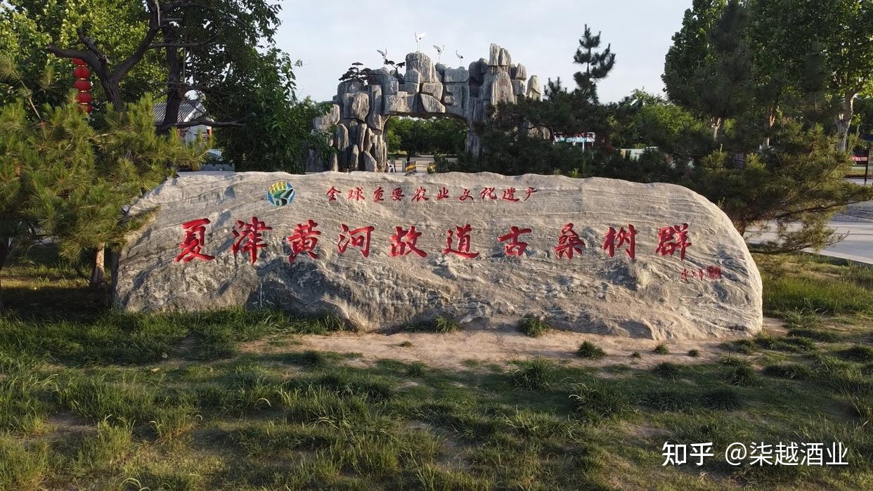 植树节｜你知道世界上树龄最长的桑树在哪儿吗？688 / 作者:信森好帝 / 帖子ID:115184