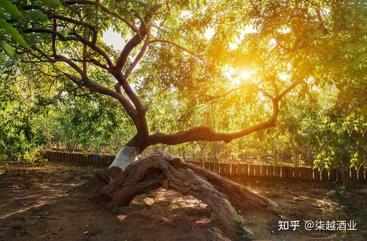 植树节｜你知道世界上树龄最长的桑树在哪儿吗？596 / 作者:信森好帝 / 帖子ID:115184
