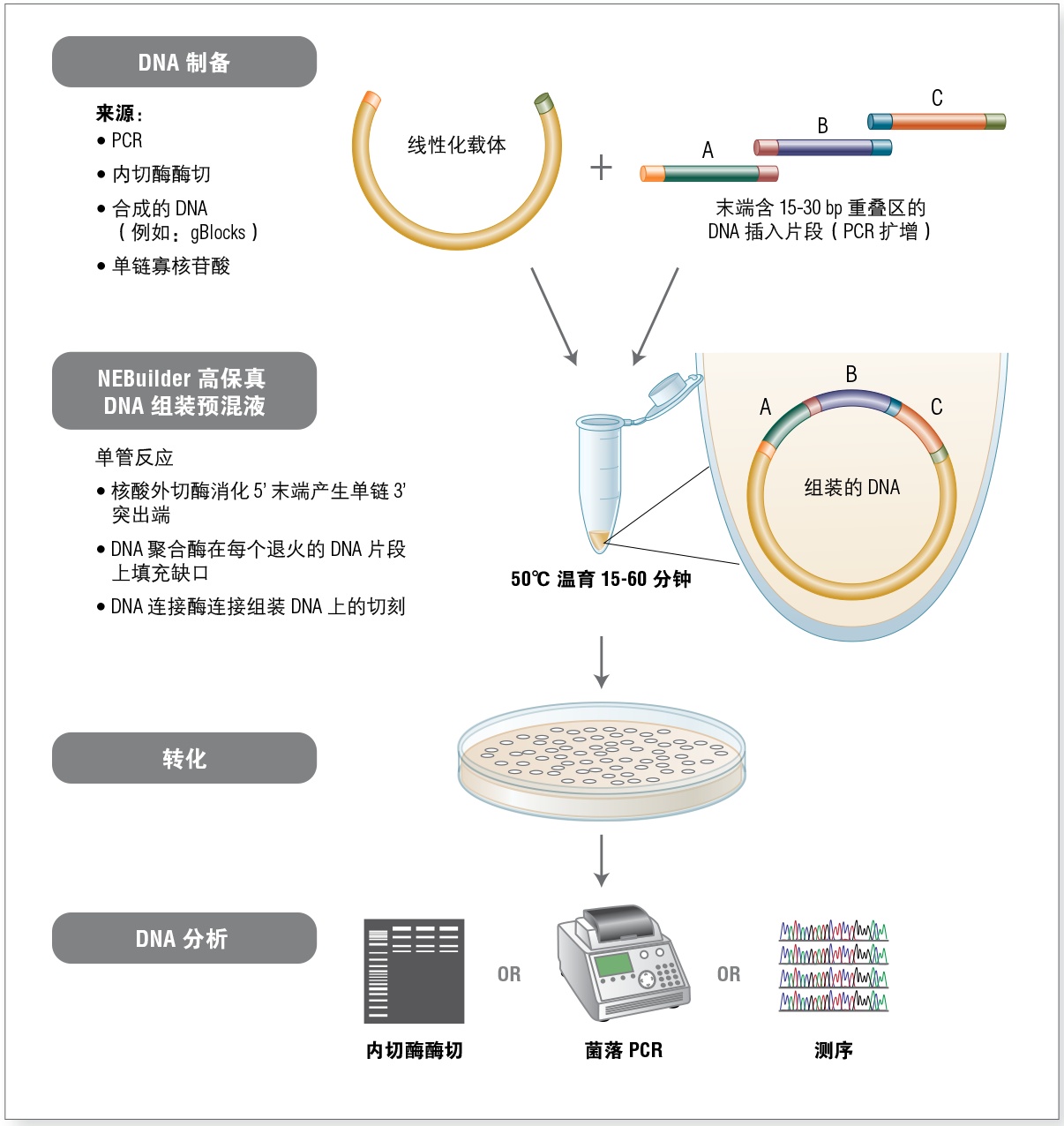 NEB @ 你，合成生物学技术盘点（一）- 常用技术荟萃39 / 作者:阿丽66 / 帖子ID:115214