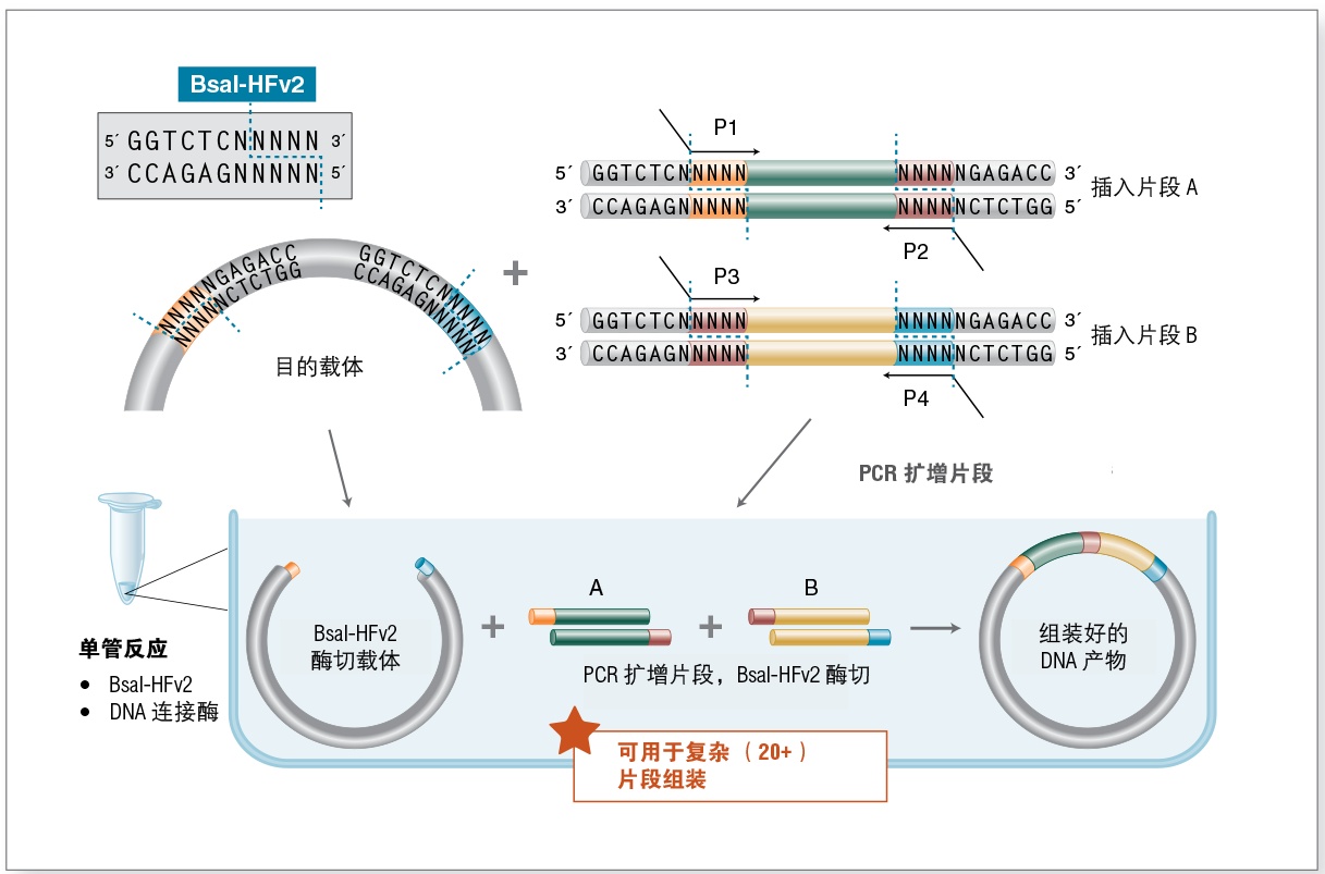 NEB @ 你，合成生物学技术盘点（一）- 常用技术荟萃909 / 作者:阿丽66 / 帖子ID:115214