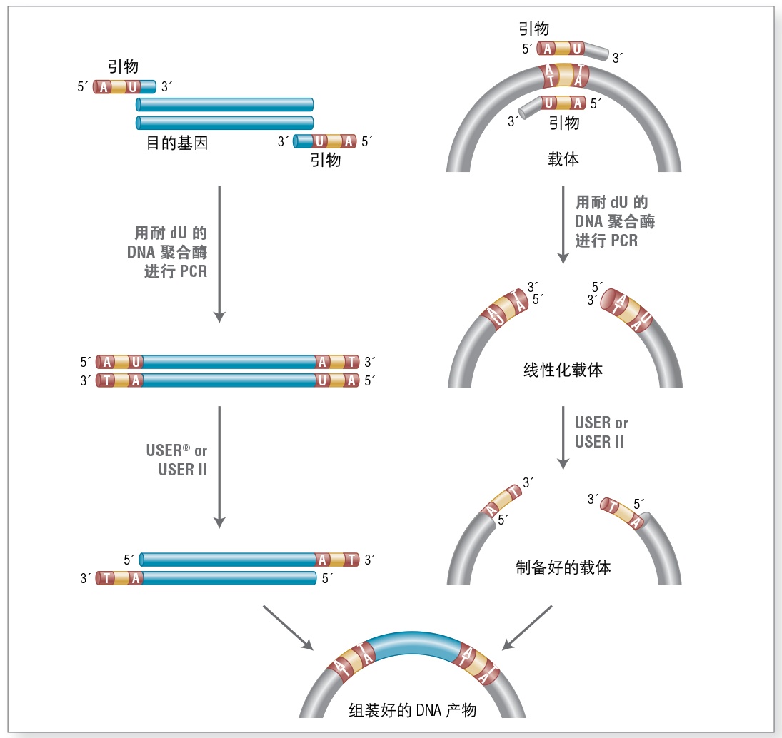 NEB @ 你，合成生物学技术盘点（一）- 常用技术荟萃329 / 作者:阿丽66 / 帖子ID:115214