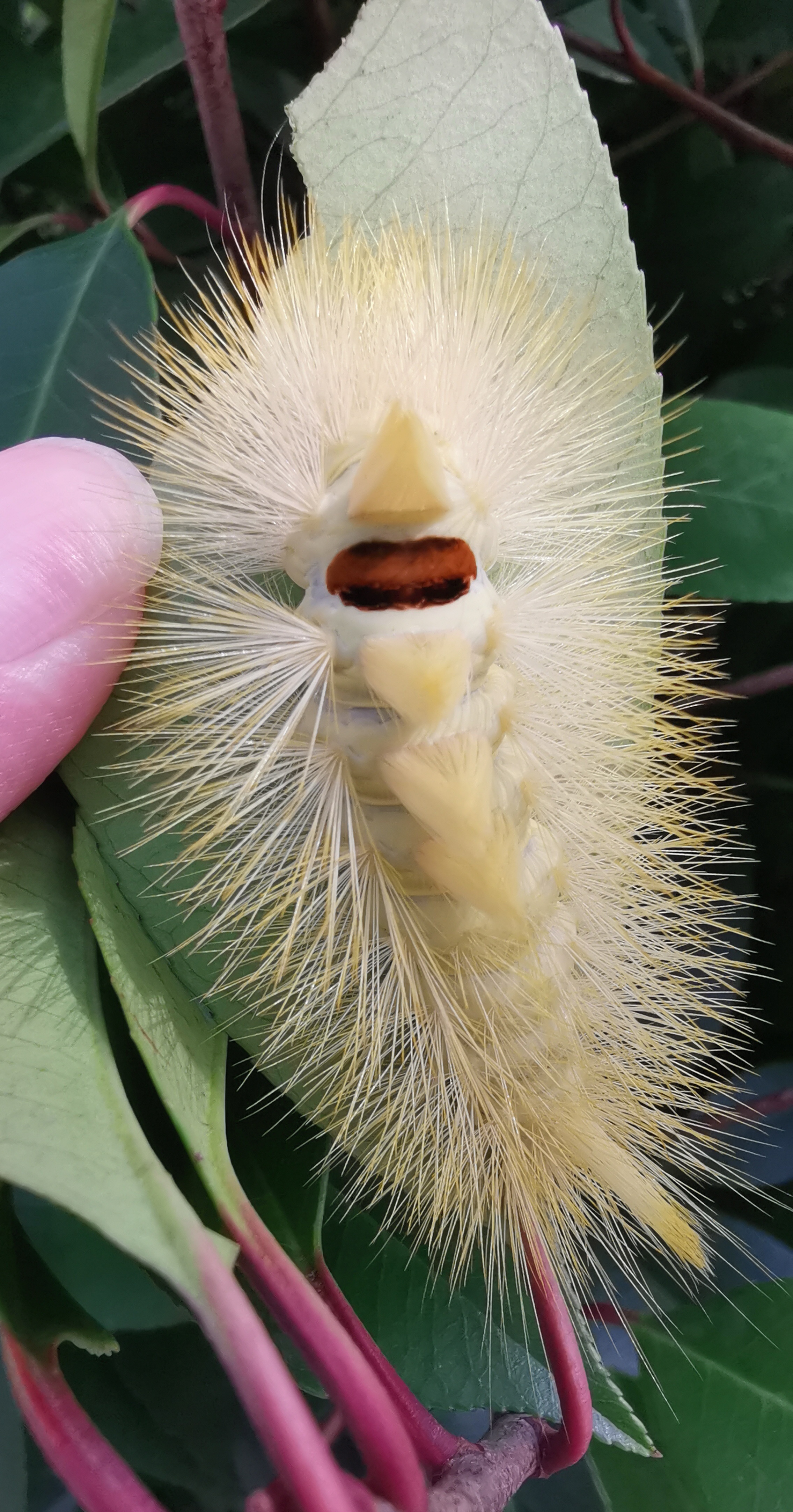 世界上有哪些剧毒的昆虫？被它们咬伤会有什么后果？491 / 作者:123457489 / 帖子ID:115239