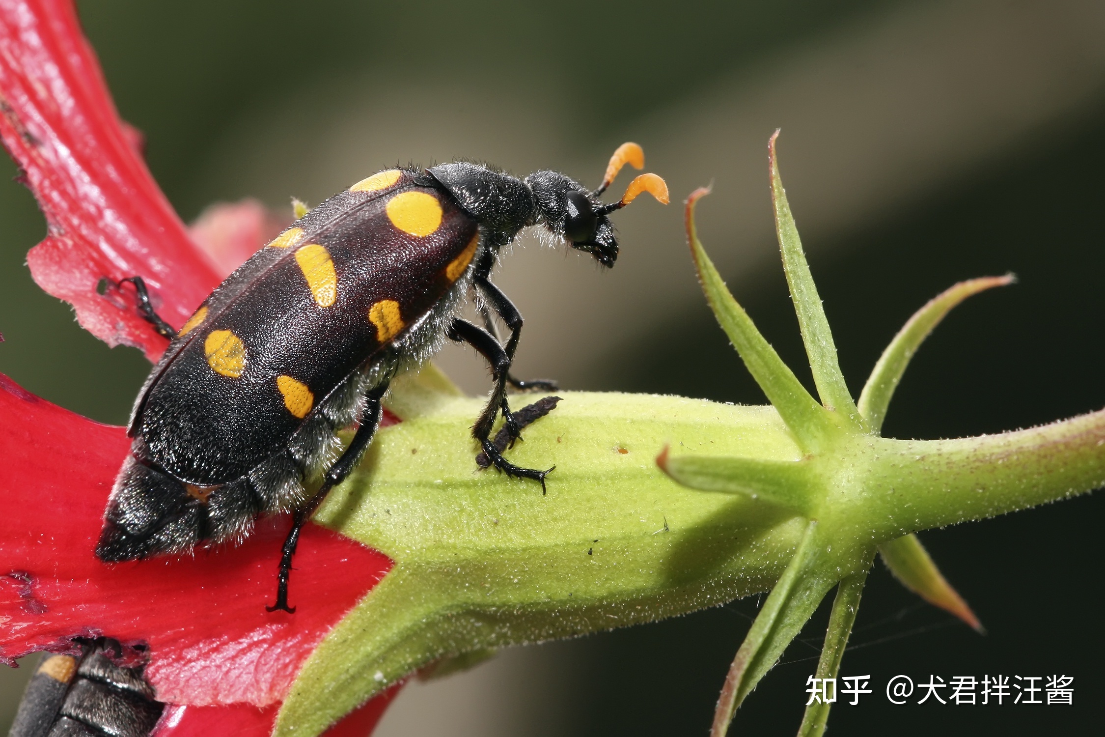世界上有哪些剧毒的昆虫？被它们咬伤会有什么后果？476 / 作者:小坠泪缆 / 帖子ID:115239