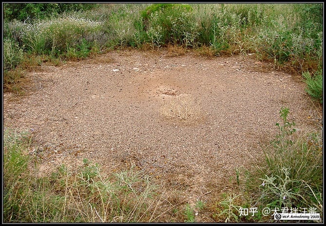 世界上有哪些剧毒的昆虫？被它们咬伤会有什么后果？749 / 作者:小坠泪缆 / 帖子ID:115239