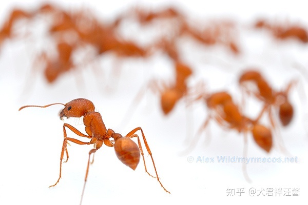 世界上有哪些剧毒的昆虫？被它们咬伤会有什么后果？839 / 作者:小坠泪缆 / 帖子ID:115239