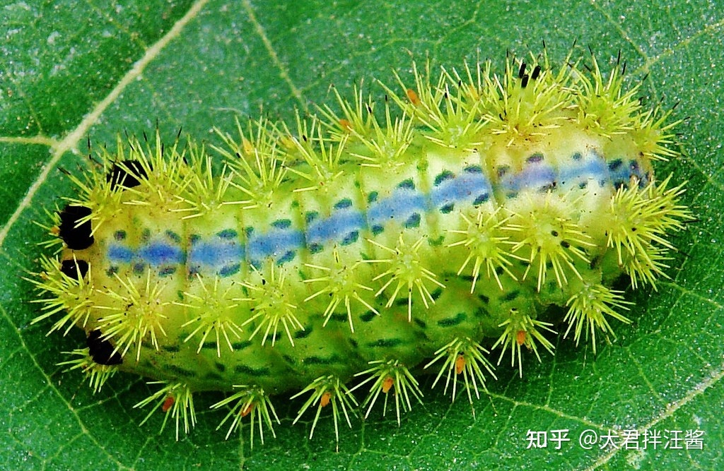 世界上有哪些剧毒的昆虫？被它们咬伤会有什么后果？325 / 作者:小坠泪缆 / 帖子ID:115239