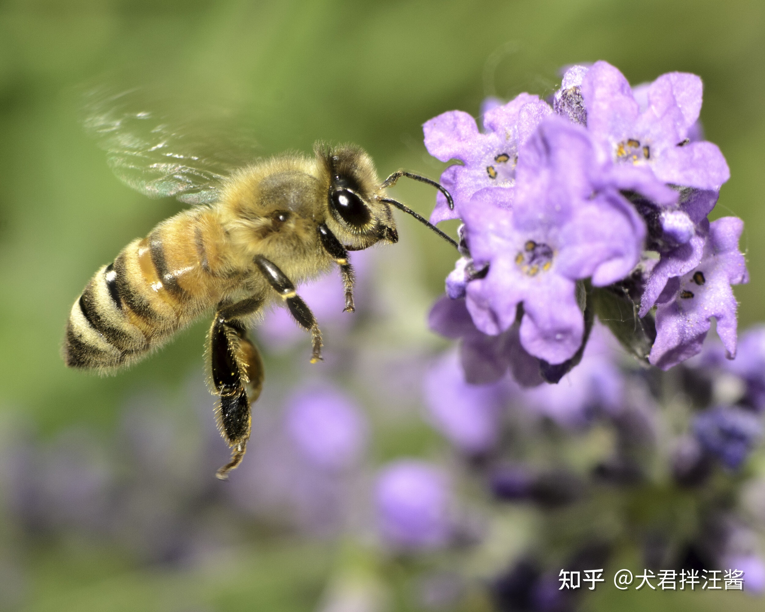 世界上有哪些剧毒的昆虫？被它们咬伤会有什么后果？839 / 作者:小坠泪缆 / 帖子ID:115239