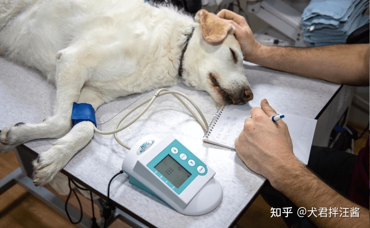 世界上有哪些剧毒的昆虫？被它们咬伤会有什么后果？107 / 作者:小坠泪缆 / 帖子ID:115239