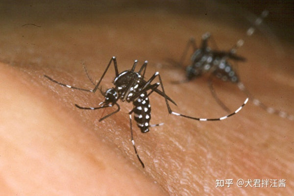 世界上有哪些剧毒的昆虫？被它们咬伤会有什么后果？856 / 作者:小坠泪缆 / 帖子ID:115239