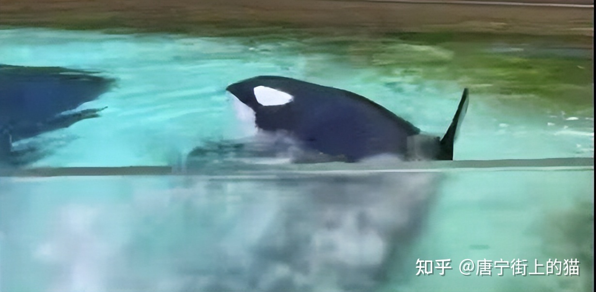 世界上最孤独的鲸，与世隔绝患上动物精神病，令人心痛876 / 作者:李冰381 / 帖子ID:115259