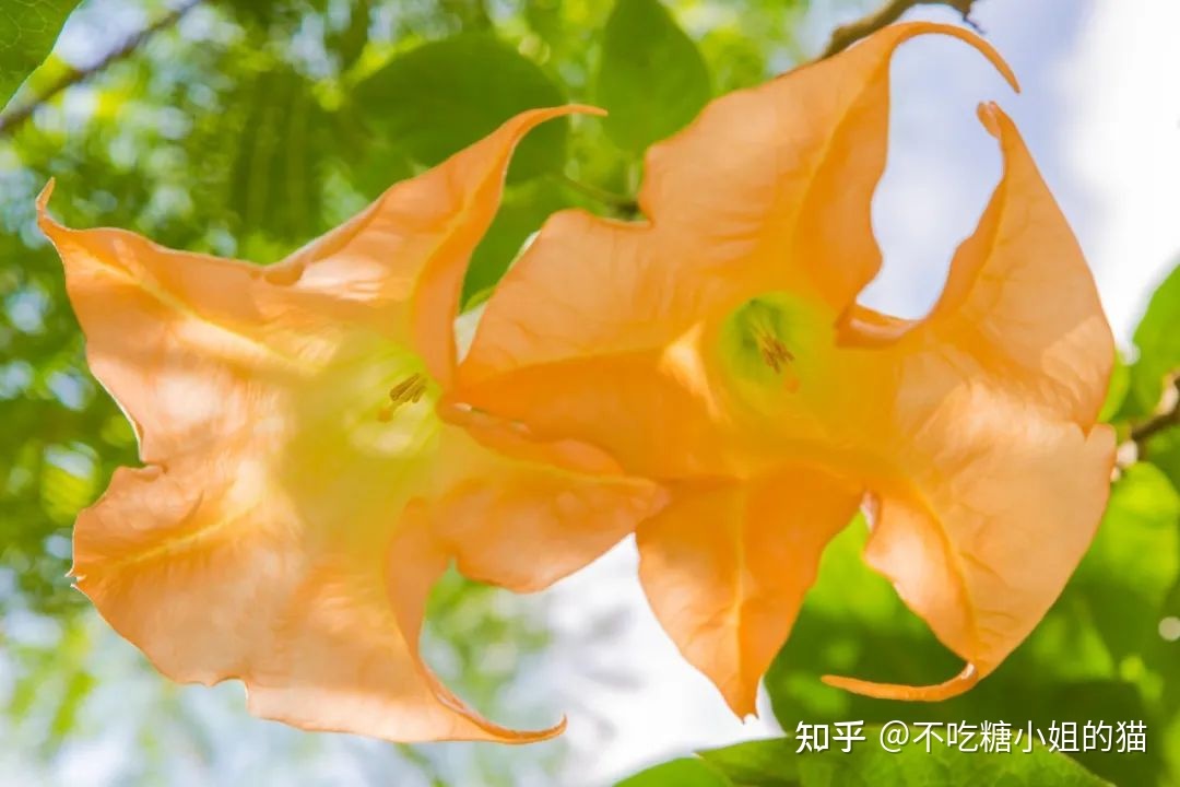 天使的号角，美貌的外表下，却是世界上最毒的花草之一471 / 作者:风无痕0717 / 帖子ID:115417