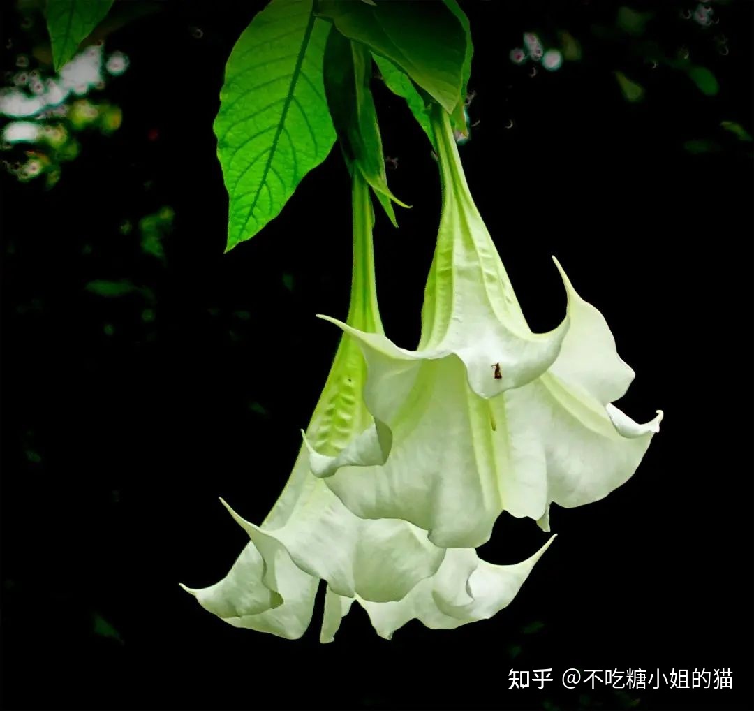 天使的号角，美貌的外表下，却是世界上最毒的花草之一196 / 作者:风无痕0717 / 帖子ID:115417