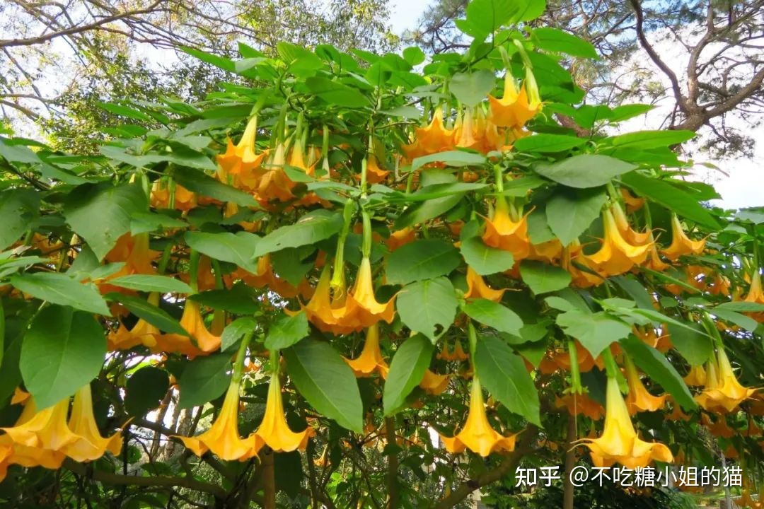 天使的号角，美貌的外表下，却是世界上最毒的花草之一358 / 作者:风无痕0717 / 帖子ID:115417