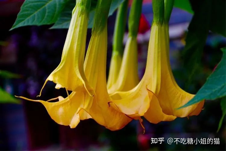 天使的号角，美貌的外表下，却是世界上最毒的花草之一261 / 作者:风无痕0717 / 帖子ID:115417