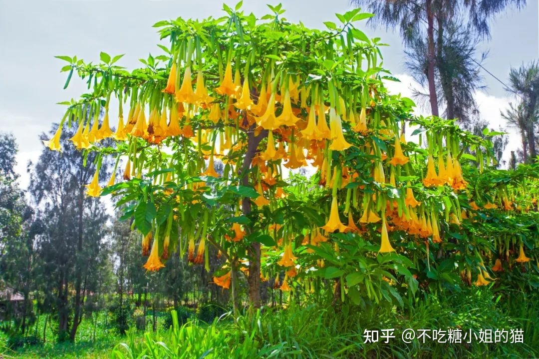 天使的号角，美貌的外表下，却是世界上最毒的花草之一728 / 作者:风无痕0717 / 帖子ID:115417