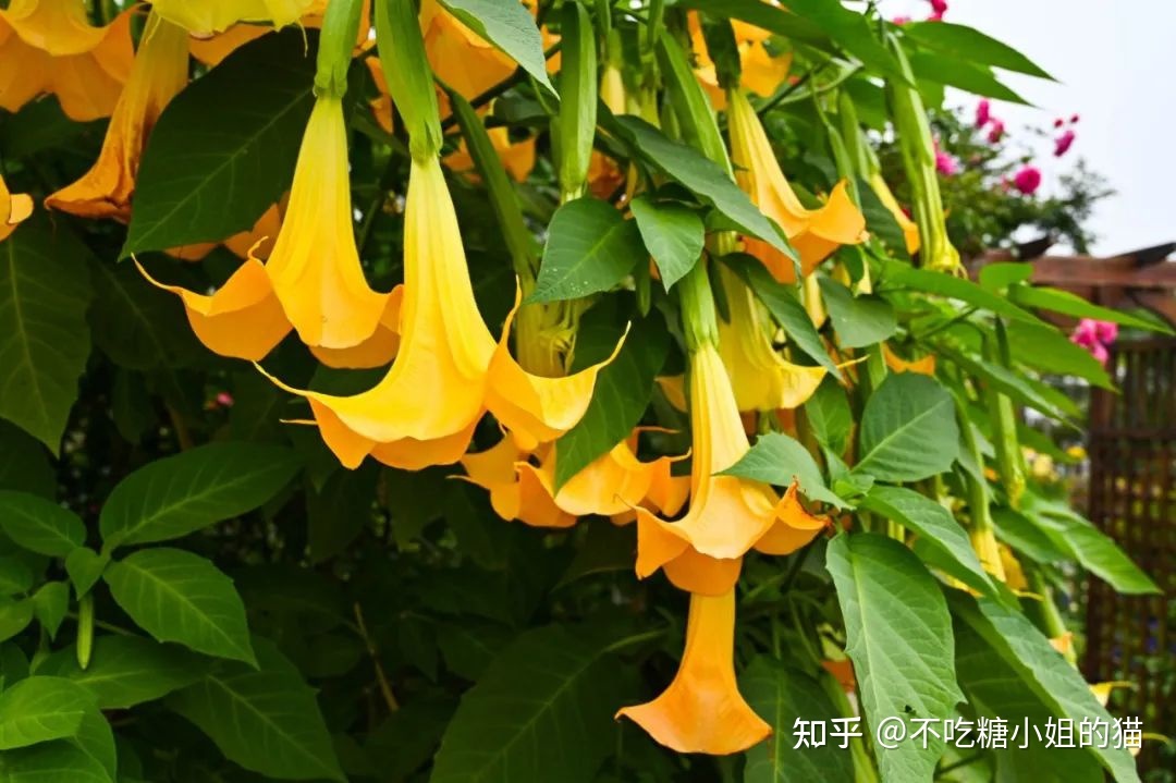 天使的号角，美貌的外表下，却是世界上最毒的花草之一733 / 作者:风无痕0717 / 帖子ID:115417