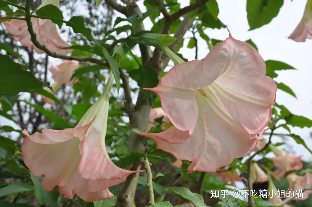天使的号角，美貌的外表下，却是世界上最毒的花草之一805 / 作者:风无痕0717 / 帖子ID:115417