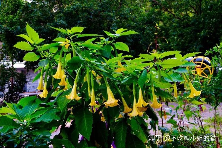 天使的号角，美貌的外表下，却是世界上最毒的花草之一484 / 作者:风无痕0717 / 帖子ID:115417