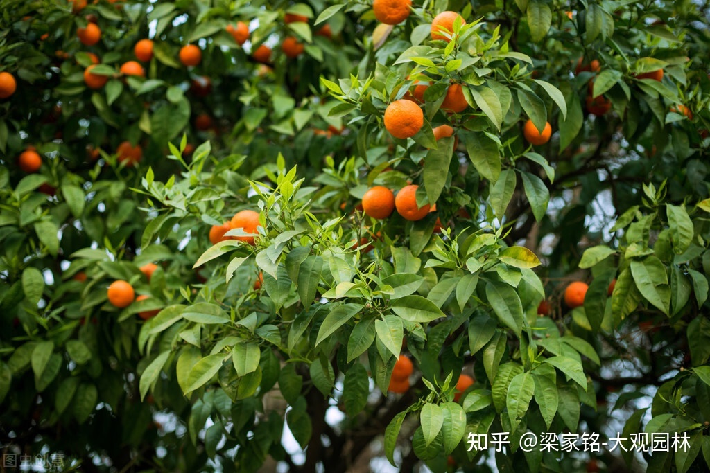 柑橘在中国有什么历史故事？-2.jpg
