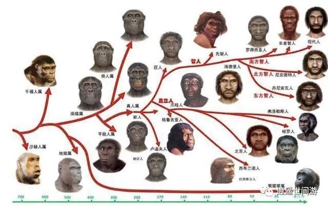 人类这个物种还会继续进化吗？ 上673 / 作者:胖胖龙龙灯 / 帖子ID:116093