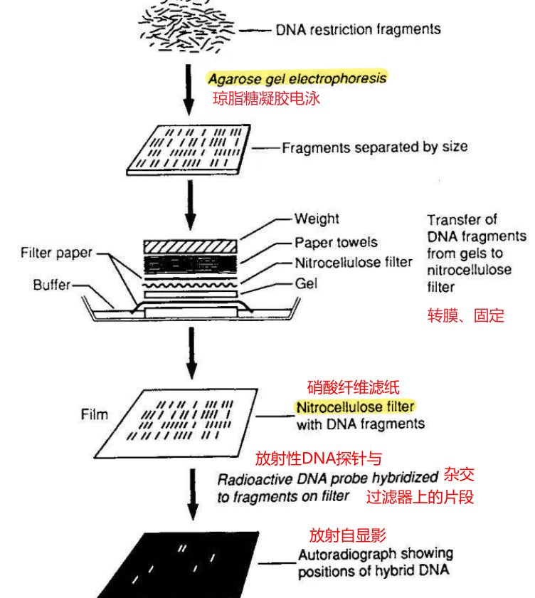 分子生物学整理|基因和DNA笔记（一）51 / 作者:123457858 / 帖子ID:116139