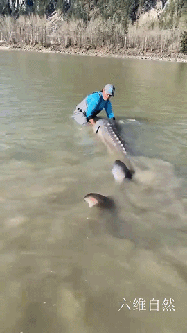 尼斯湖水怪有真相了吗？319 / 作者:海沙心诖 / 帖子ID:116151