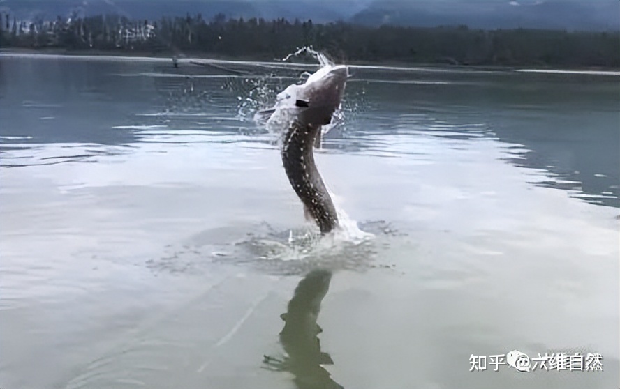尼斯湖水怪有真相了吗？694 / 作者:海沙心诖 / 帖子ID:116151