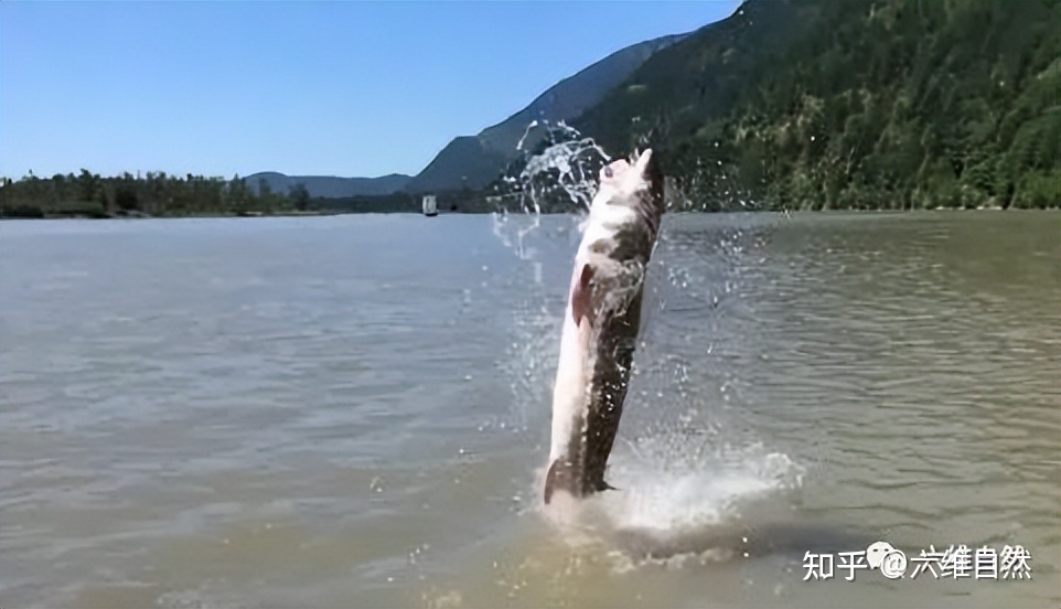 尼斯湖水怪有真相了吗？138 / 作者:海沙心诖 / 帖子ID:116151