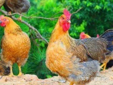 为什么俗语说“开江鱼、下蛋鸡、回笼觉、二房妻”？-3.jpg