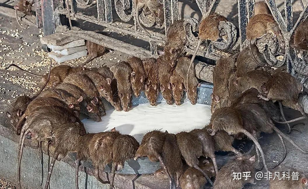 除人类之外，世界上数量最多的哺乳动物是哪些？207 / 作者:爱无声爱留痕列 / 帖子ID:116297