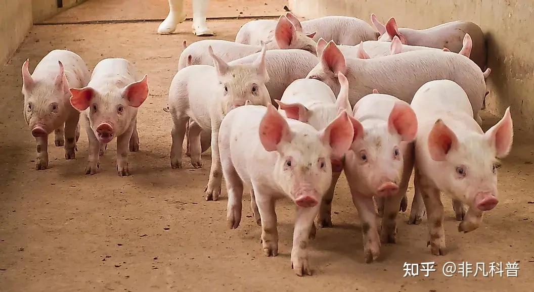 除人类之外，世界上数量最多的哺乳动物是哪些？36 / 作者:爱无声爱留痕列 / 帖子ID:116297
