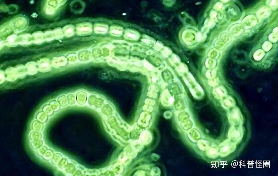 历史上有过两次氧气暴增，使地球发生本质变化，会发生第三 ...25 / 作者:一网湖水沧 / 帖子ID:116318
