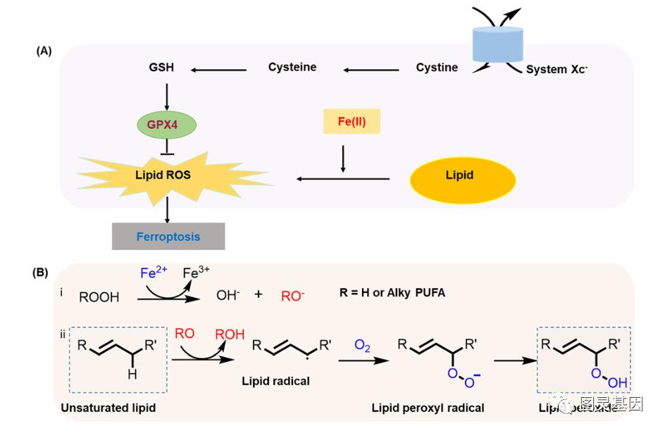 Chem Soc Rev ｜铁死亡荧光成像技术964 / 作者:一叶知秋117 / 帖子ID:116406