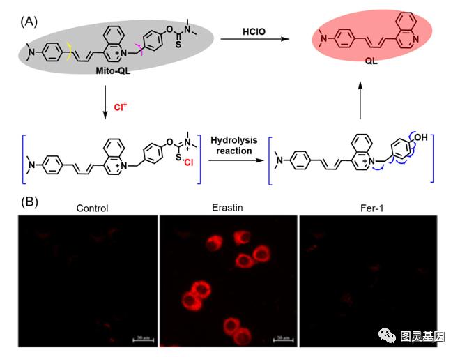Chem Soc Rev ｜铁死亡荧光成像技术581 / 作者:一叶知秋117 / 帖子ID:116406