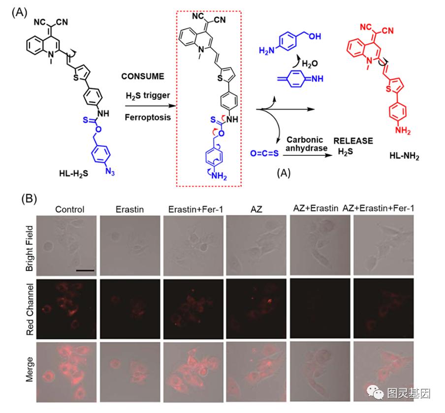 Chem Soc Rev ｜铁死亡荧光成像技术822 / 作者:一叶知秋117 / 帖子ID:116406