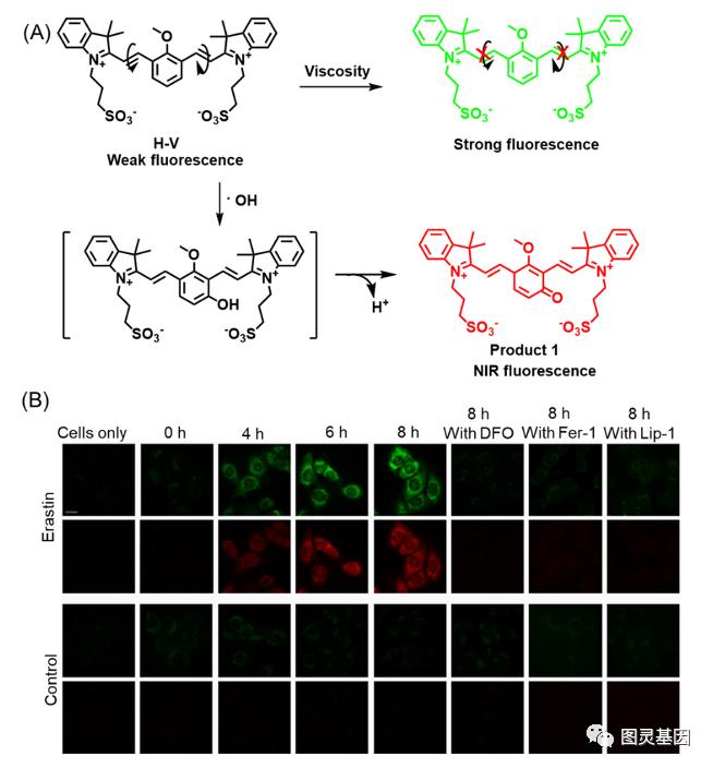 Chem Soc Rev ｜铁死亡荧光成像技术50 / 作者:一叶知秋117 / 帖子ID:116406