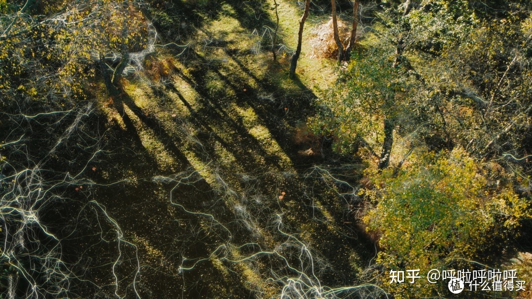 2022年4K超清纪录片精选重磅推荐22 / 作者:叫啥不行靠 / 帖子ID:116421