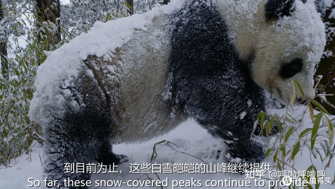 2022年4K超清纪录片精选重磅推荐497 / 作者:叫啥不行靠 / 帖子ID:116421