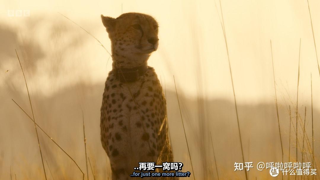 2022年4K超清纪录片精选重磅推荐442 / 作者:叫啥不行靠 / 帖子ID:116421