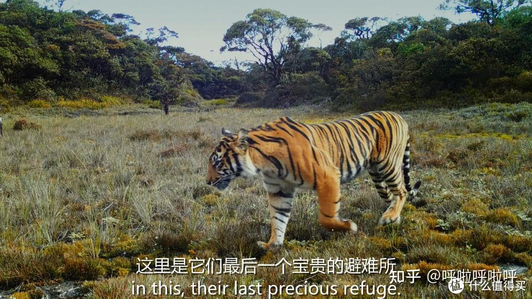 2022年4K超清纪录片精选重磅推荐484 / 作者:叫啥不行靠 / 帖子ID:116421